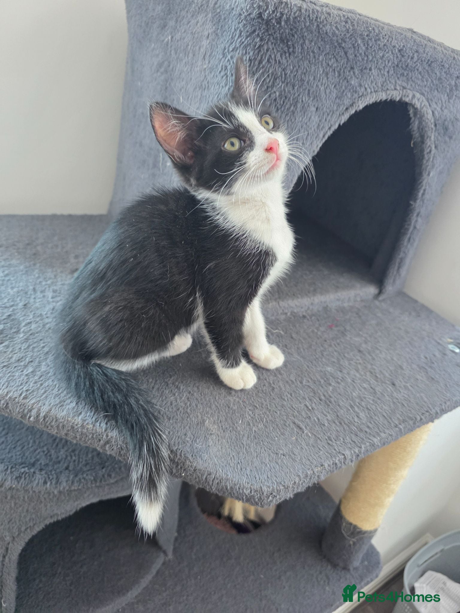 Mixed Breed cats 1 female kitten  - Advert 1