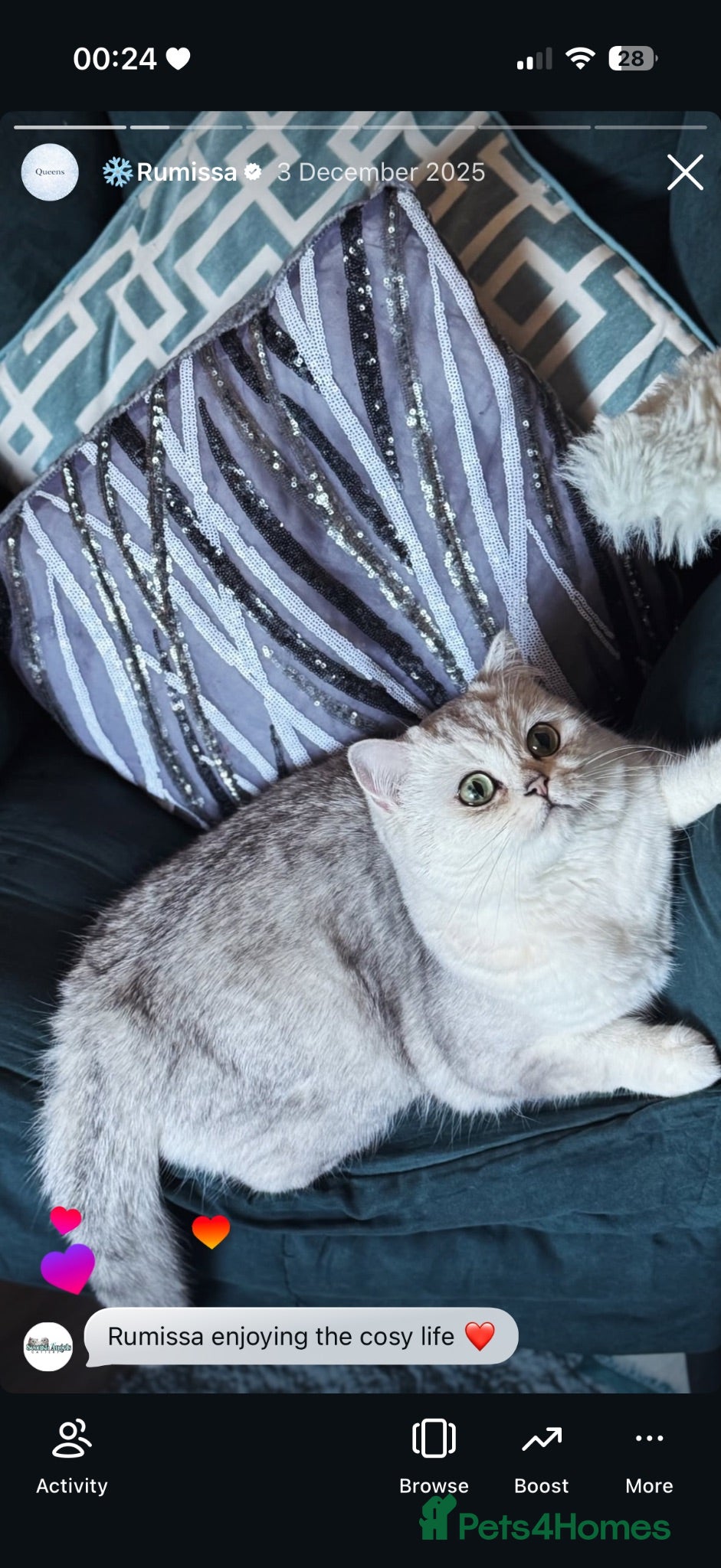 Scottish Fold cats Grandchampion Dad show Quality Rare scottish fold! - Advert 1