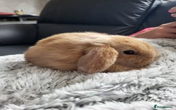 Mini Lop rabbits for sale: Beautiful Mini Lop Male Bunny for sale Ready to go - Image 3