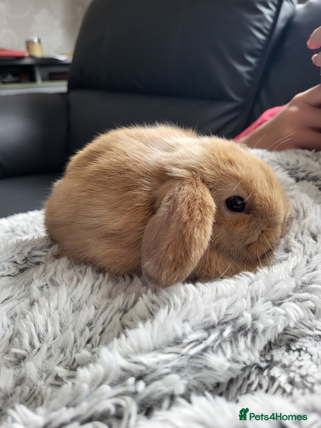 Mini Lop rabbits for sale: Beautiful Mini Lop Male Bunny for sale Ready to go - Image 3