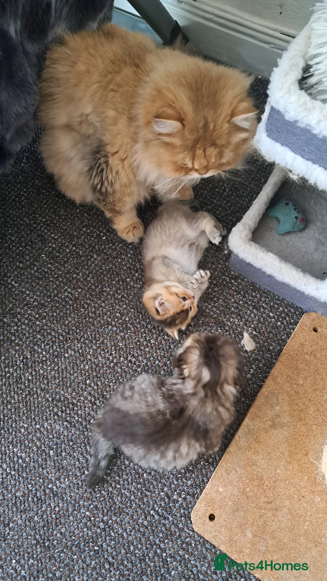 Scottish Fold cats for sale: Tica registered microchiped Scottish boy - Advert 2