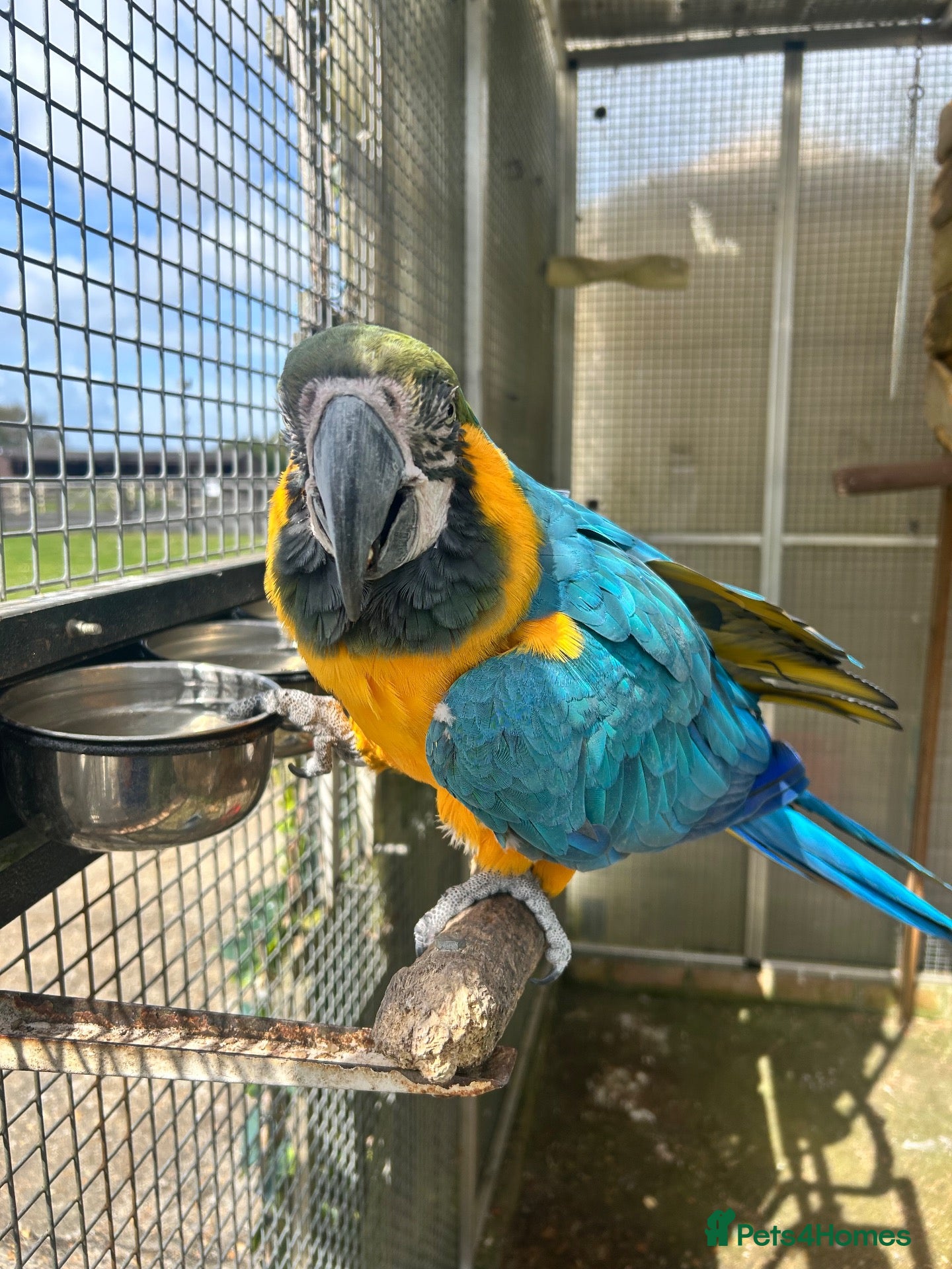 Cockatoo birds Macaw and Mollucan Cockatoo - Advert 6