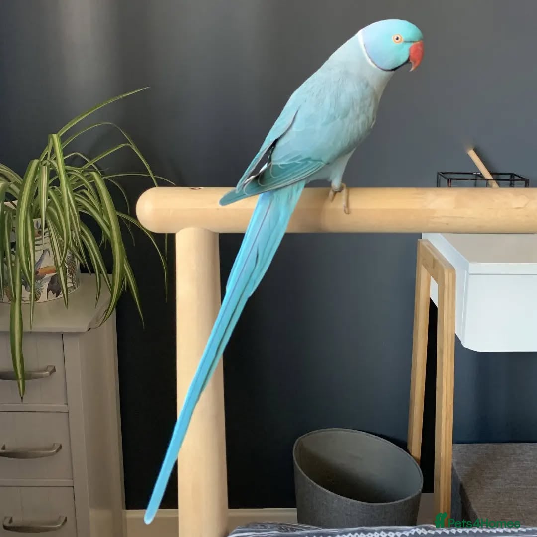 Mixed Breed birds for sale: Available Birds and Parrots - Image 9