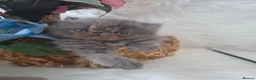 Persian cats for sale: Blue Persian Kittens  - Advert 25