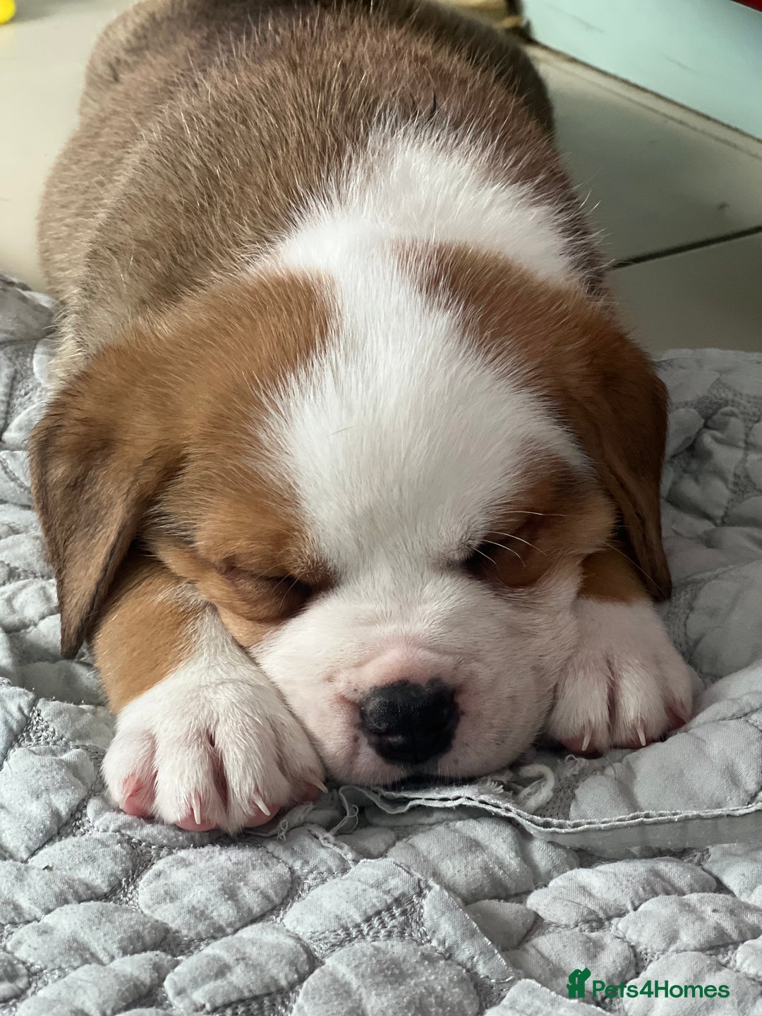 Mixed Breed dogs for sale: American Bulldog X Bernese mountain Dogs  - Image 14