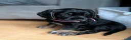 Cocker Spaniel dogs for sale: One female puppy left  - Advert 13