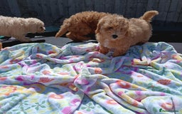 Cavapoo dogs for sale: Cavapoo puppy's  - Image 10