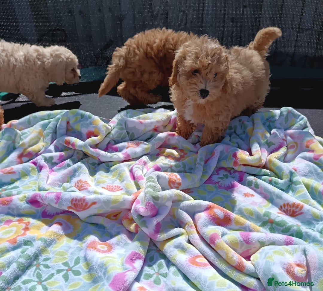 Cavapoo dogs for sale: Cavapoo puppy's  - Image 10