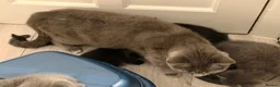 Mixed Breed cats for sale: 6 Adorable Kittens Looking for Their Forever Homes - Advert 8