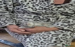British Longhair cats for sale: Beautiful female kitten  - Image 8