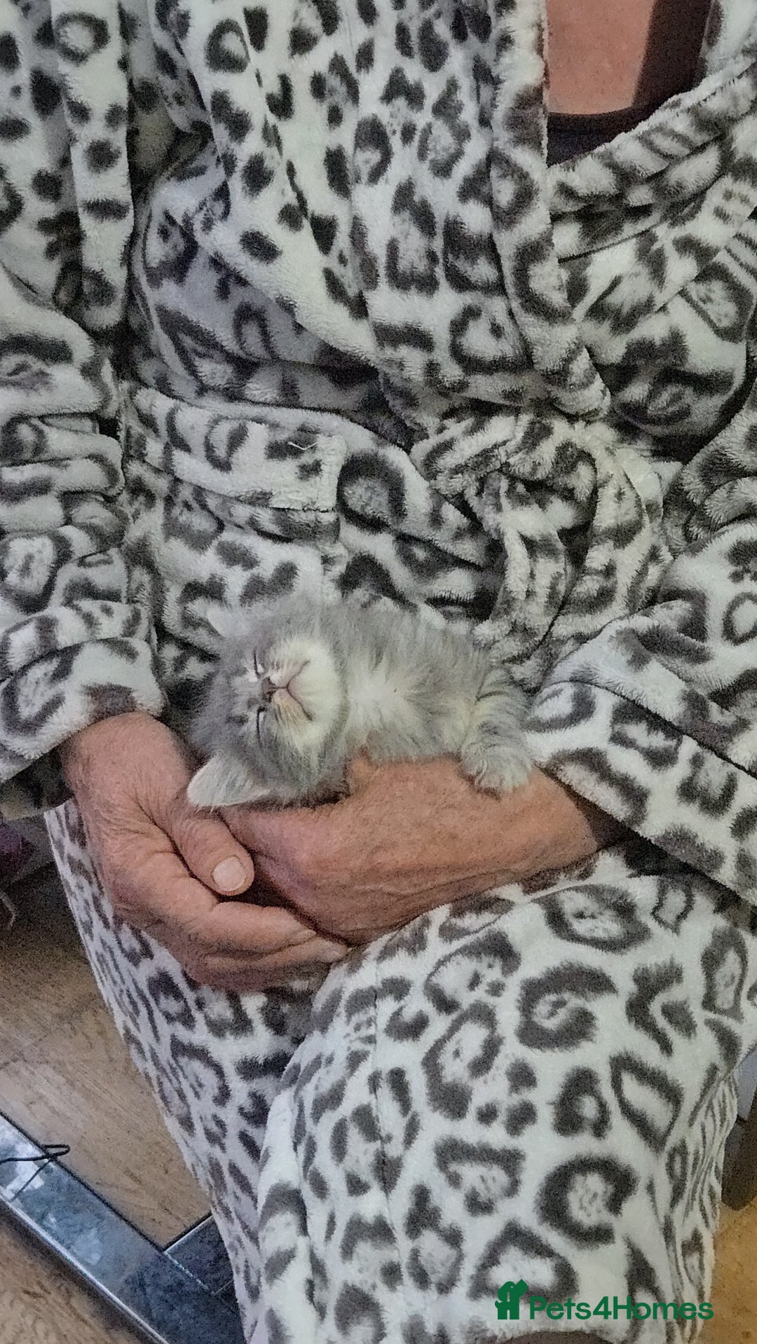 British Longhair cats for sale: Beautiful female kitten  - Image 8
