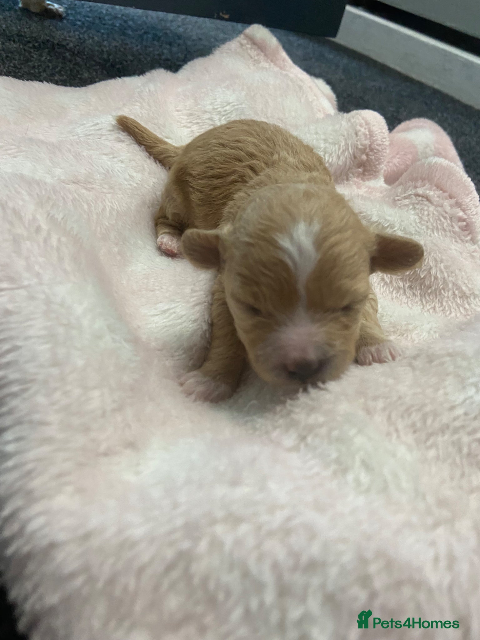 Maltipoo dogs f1 TOY maltipoos,parents dna health clear🏆blood - Advert 2