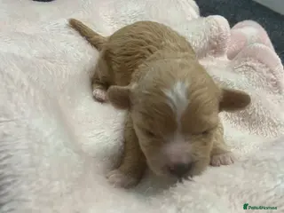 Maltipoo dogs f1 TOY maltipoos,parents dna health clear🏆blood - Advert 2