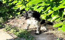 Mixed Breed dogs for sale: Gorgeous litter of 8 x F1 Sprocker Spaniels - Image 5
