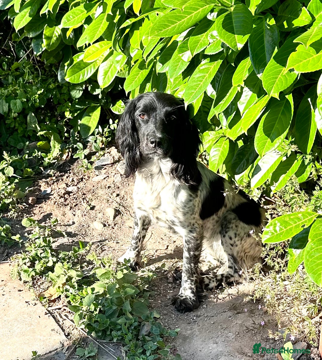 Mixed Breed dogs for sale: Gorgeous litter of 8 x F1 Sprocker Spaniels - Image 5