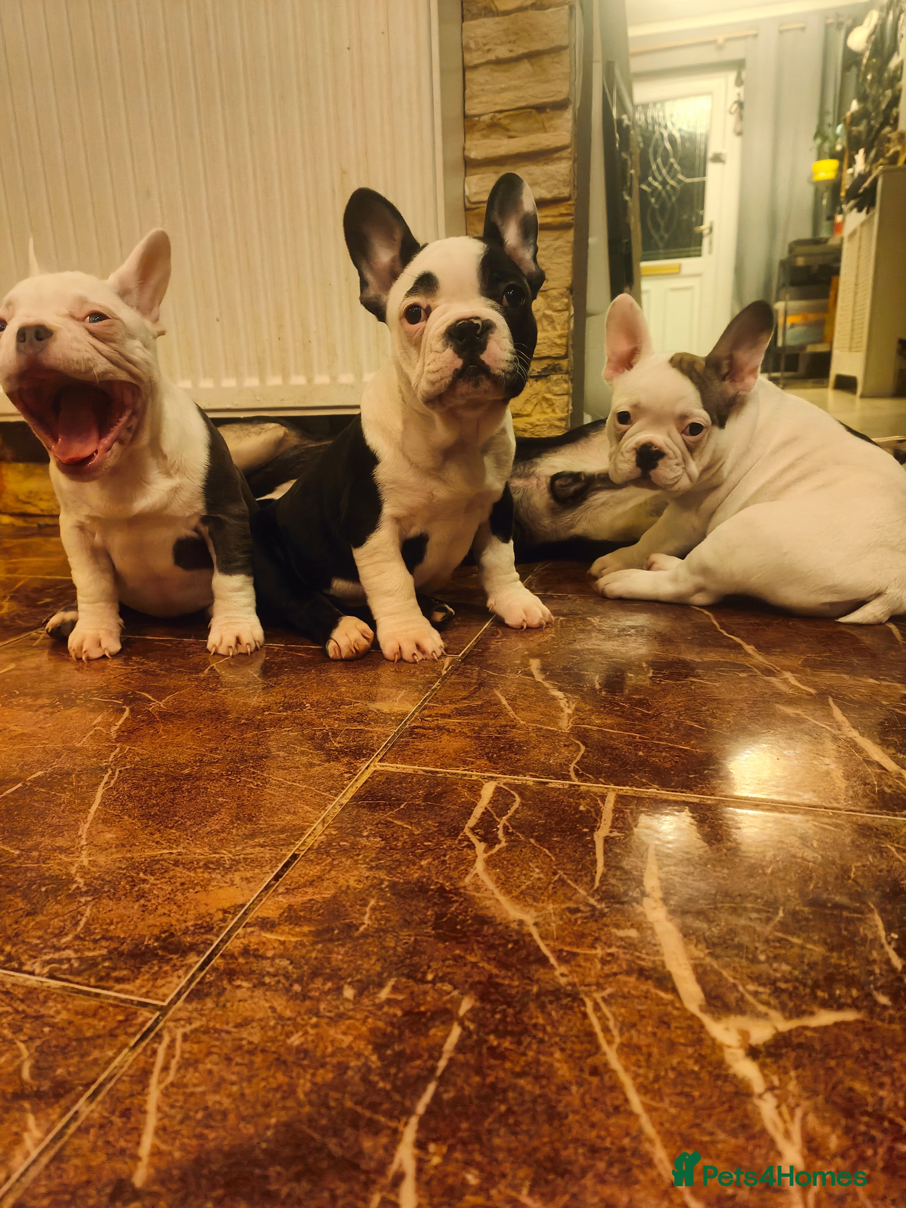French Bulldog dogs ♥️Litter of 6 French Bulldog Puppies♥️ - Advert 3