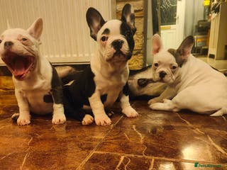 French Bulldog dogs ♥️Litter of 6 French Bulldog Puppies♥️ - Advert 6