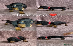 Miniature Dachshund dogs for sale: 🐾KC Reg Miniature Dachshund - READY NOW! 1 LEFT! - Image 13