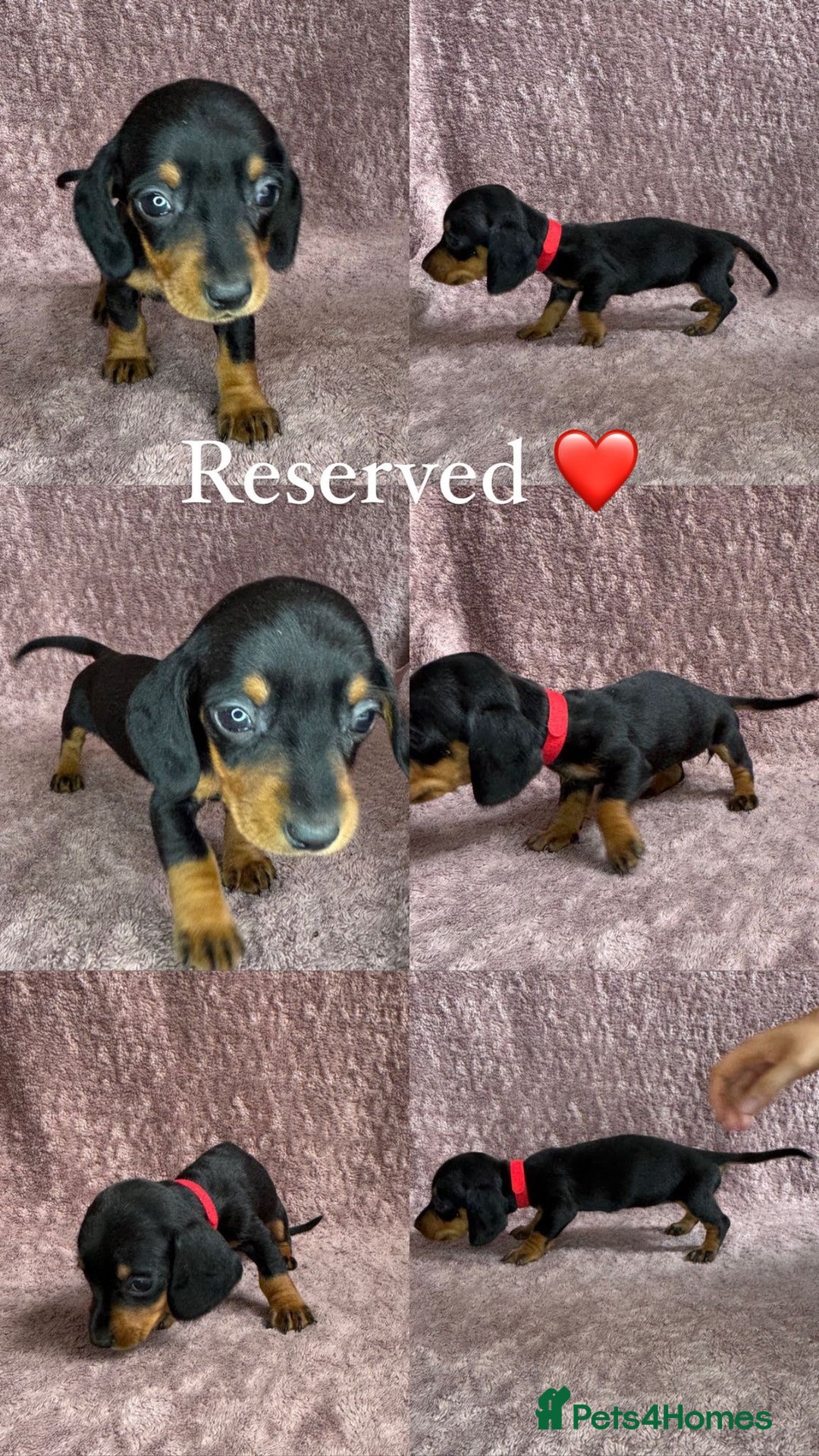 Miniature Dachshund dogs for sale: 🐾KC Reg Miniature Dachshund - READY NOW! 1 LEFT! - Image 13