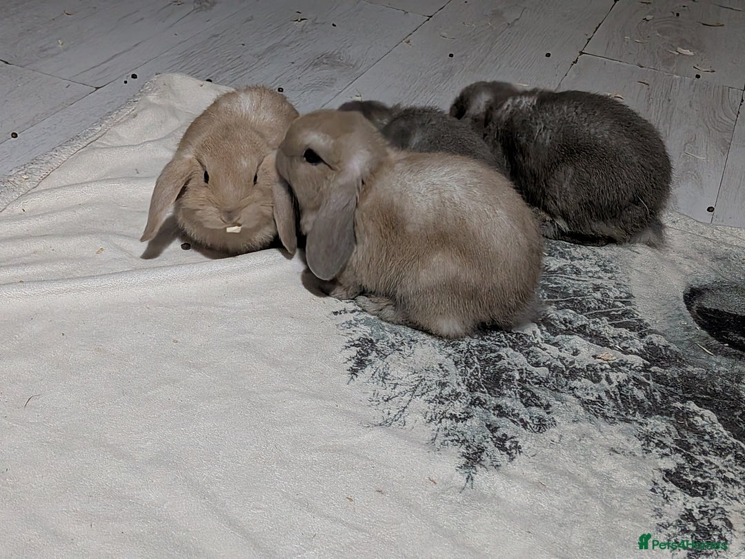Mini Lop rabbits for sale: Baby mini lops ready for their forever homes - Advert 3