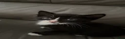 Mixed Breed cats for sale: Kittens for sale  - Advert 5