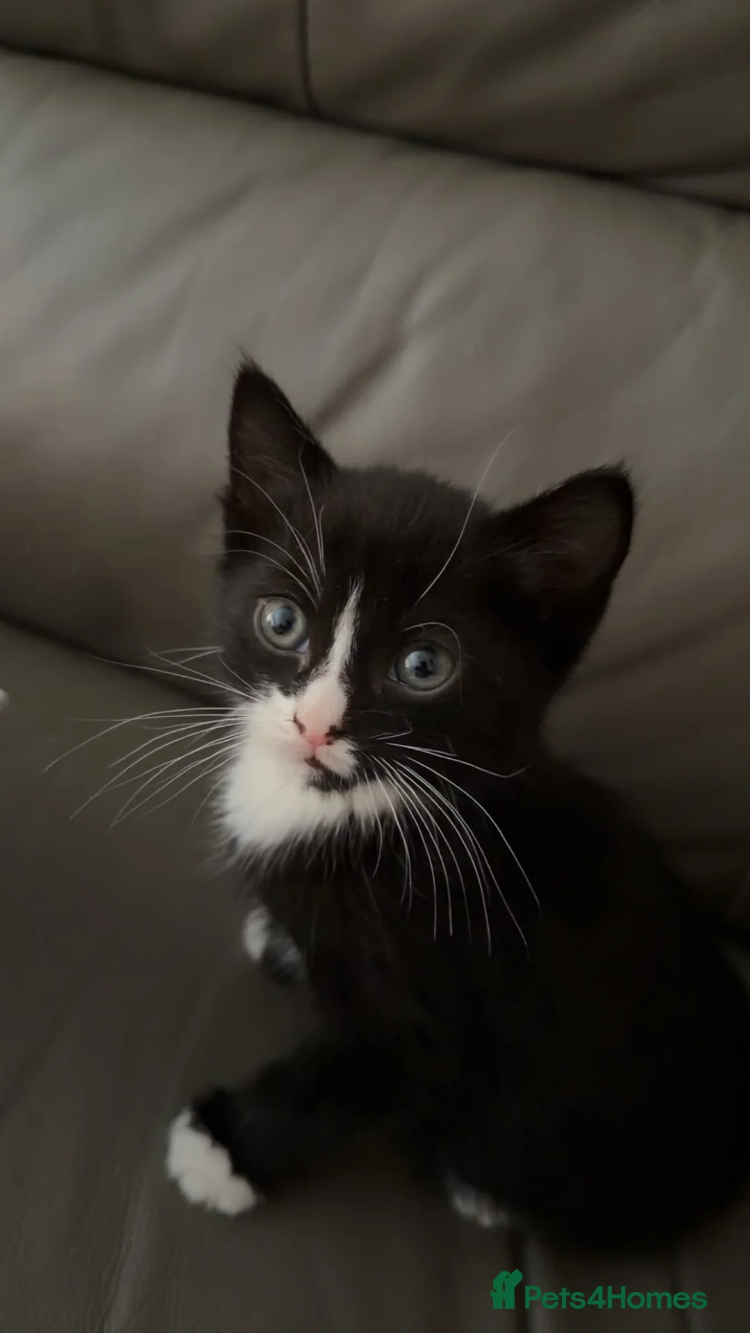 Mixed Breed cats for sale: Kittens for sale  - Advert 5