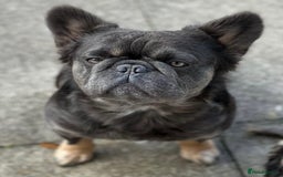 French Bulldog dogs for sale: French bulldog fluffy male  - Advert 3