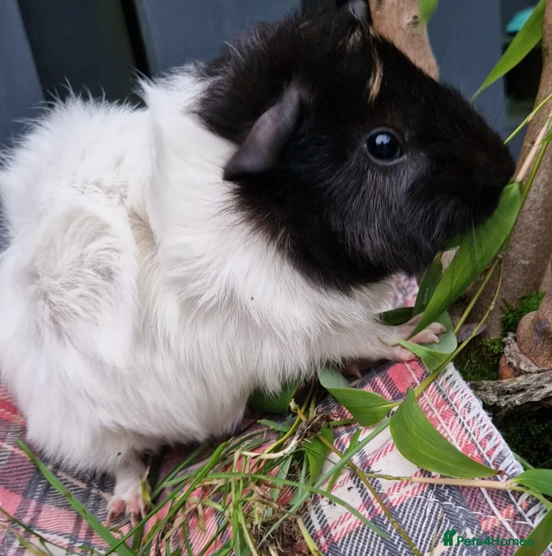 Guinea Pig rodents for sale: Abbymixs female/wont be ready till 29th march 26 - Advert 5
