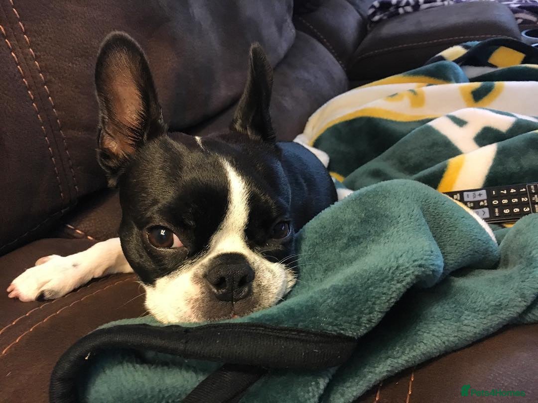 Boston Terrier dogs Boston Terrier Puppy - Advert 1