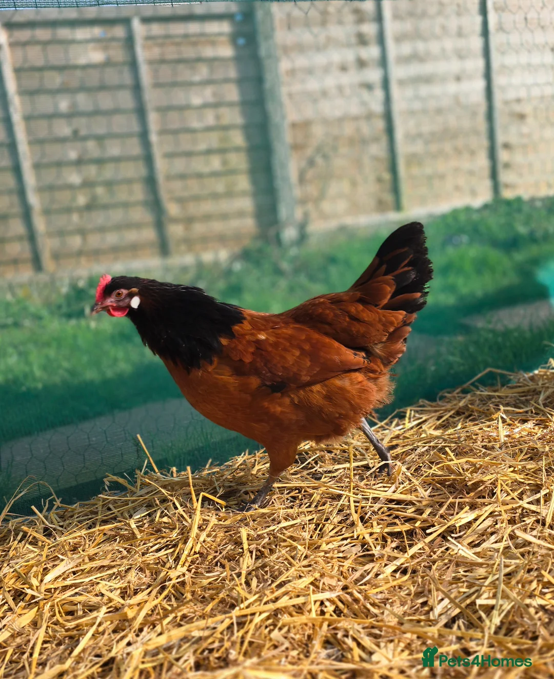 Chickens poultry for sale: Vorwork Hens x2 - Advert 1