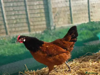 Chickens poultry Vorwork Hens x2 - Advert 2