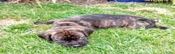 Mixed Breed dogs for sale: Staffy cross lurches  in Wolverhampton - Advert 7