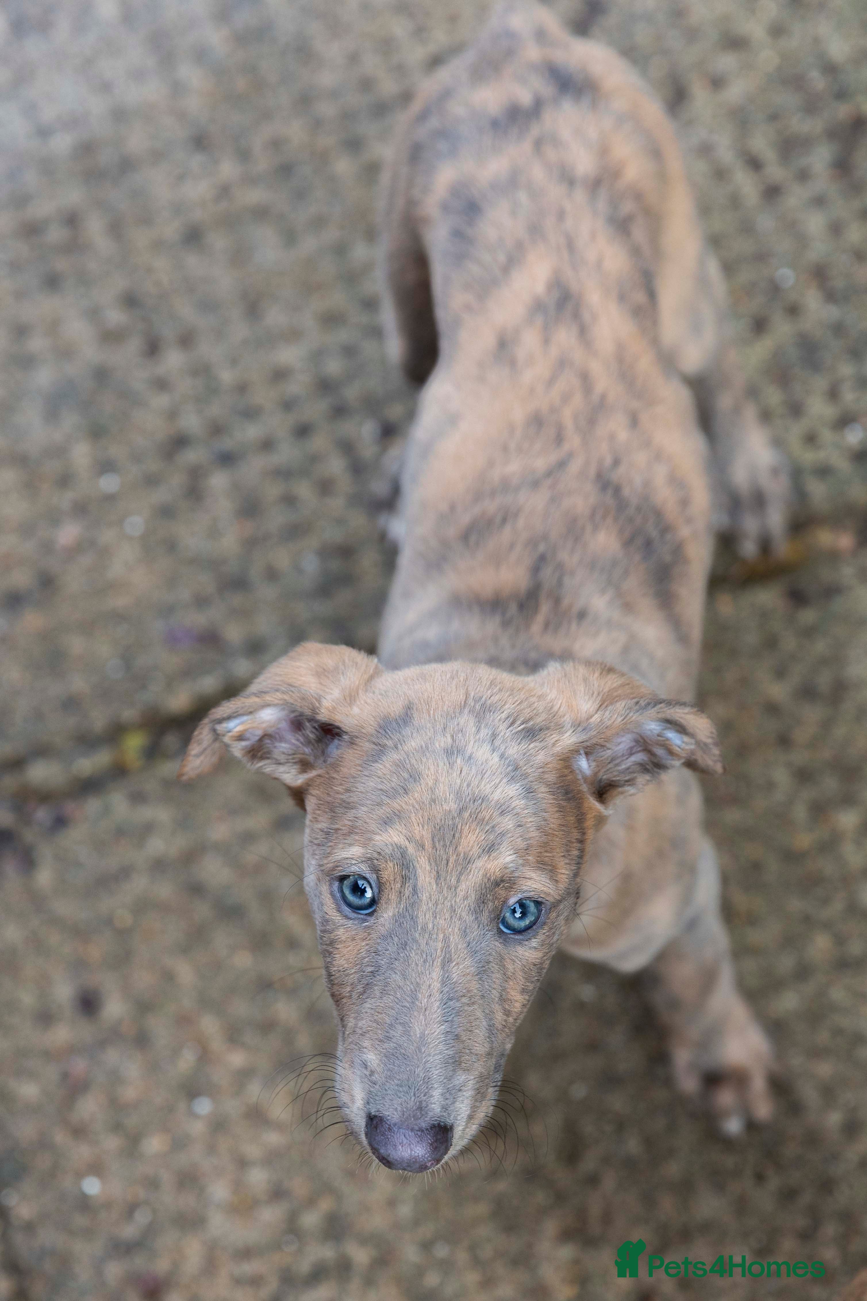 Lurcher dogs for sale: Lovely Lurcher Puppies - Advert 2