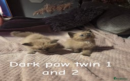 Ragdoll cats for sale: Beautiful Ragdoll Kittens - Image 9