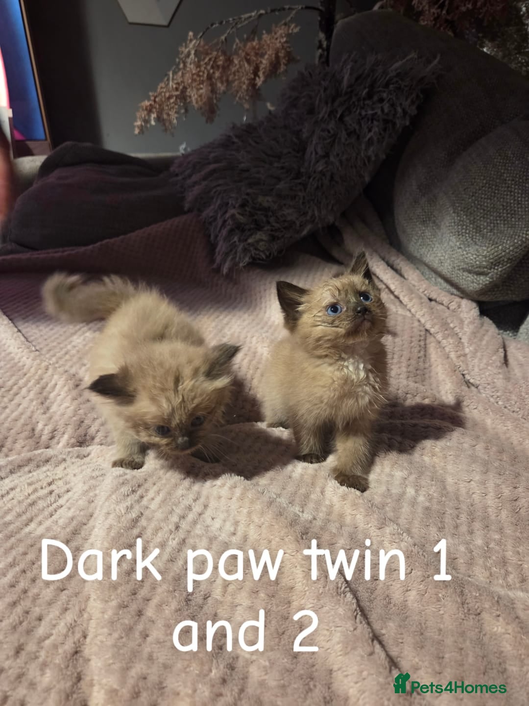 Ragdoll cats for sale: Beautiful Ragdoll Kittens - Image 9