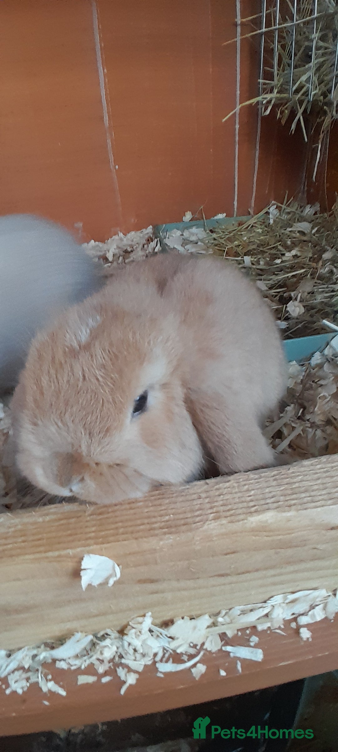 Mini Lop rabbits for sale: Two female mini lop babies - Advert 4