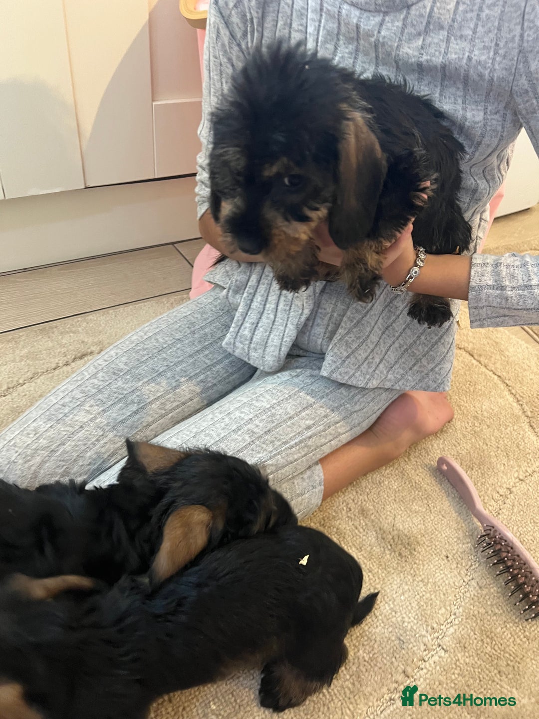 Dachshund dogs for sale: Miniature soft haired teckel dachshunds  - Advert 11