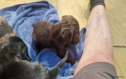 Cocker Spaniel dogs for sale: Cocker Spaniel puppies - Image 13
