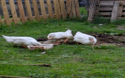 Ducks poultry for sale: 3 cherry valley ducks all female - Image 3
