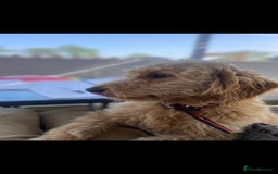 Goldendoodle dogs for sale: Healthy happy small golden retriever type puppies - Image 18