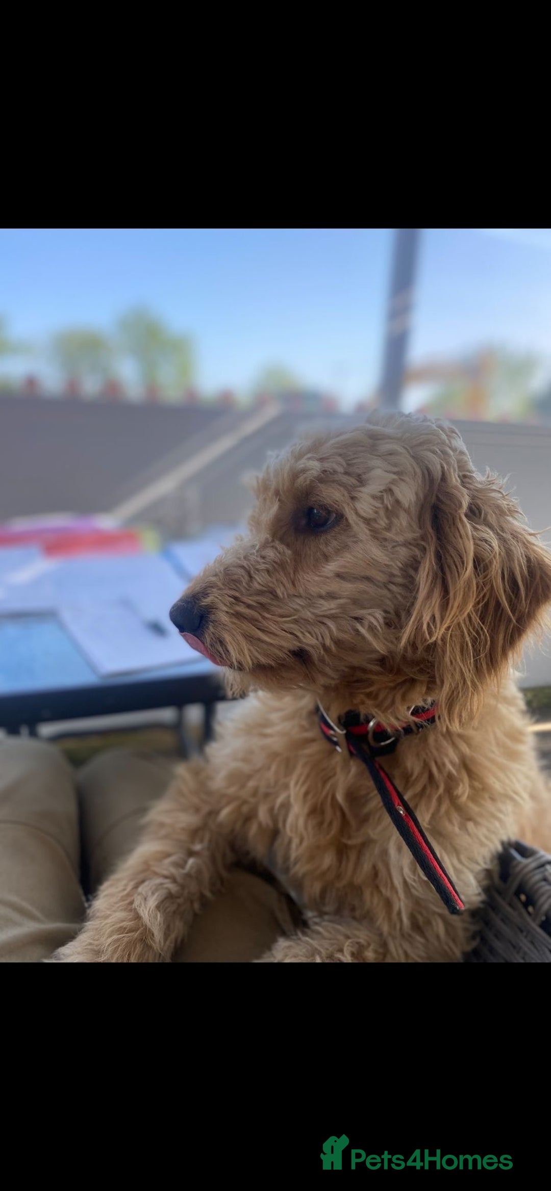 Goldendoodle dogs for sale: Healthy happy small golden retriever type puppies - Image 18