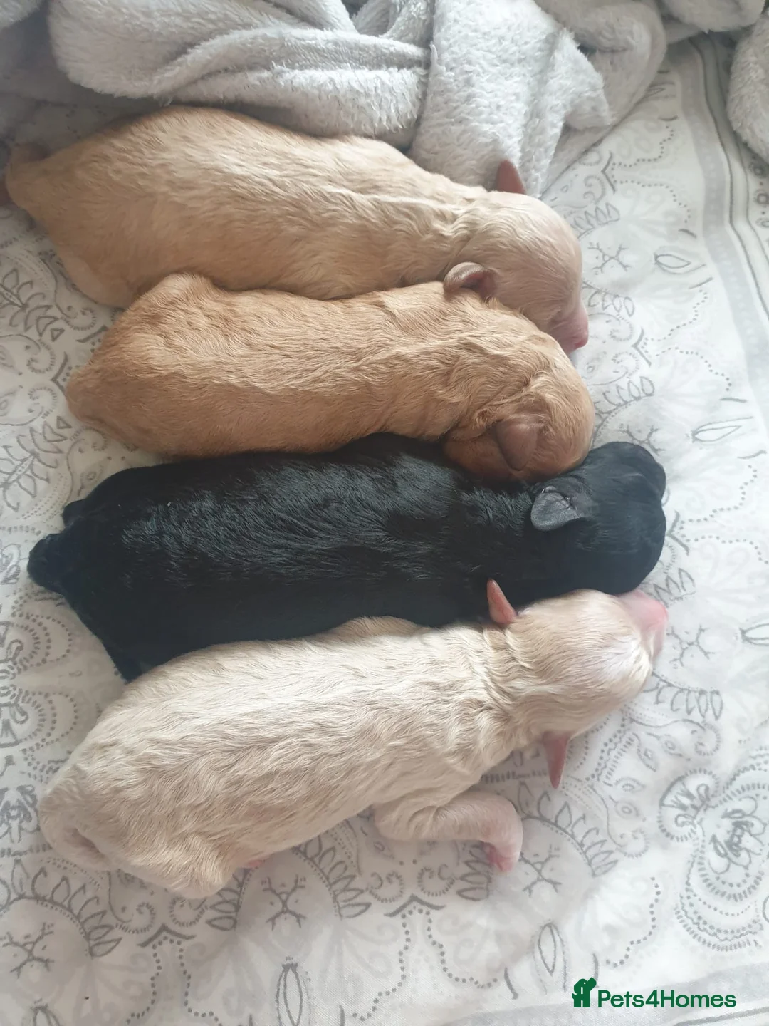 Miniature Poodle dogs for stud: Blue Merle Miniature Poodle (PROVEN) Health Tested in Sunderland - Advert 28