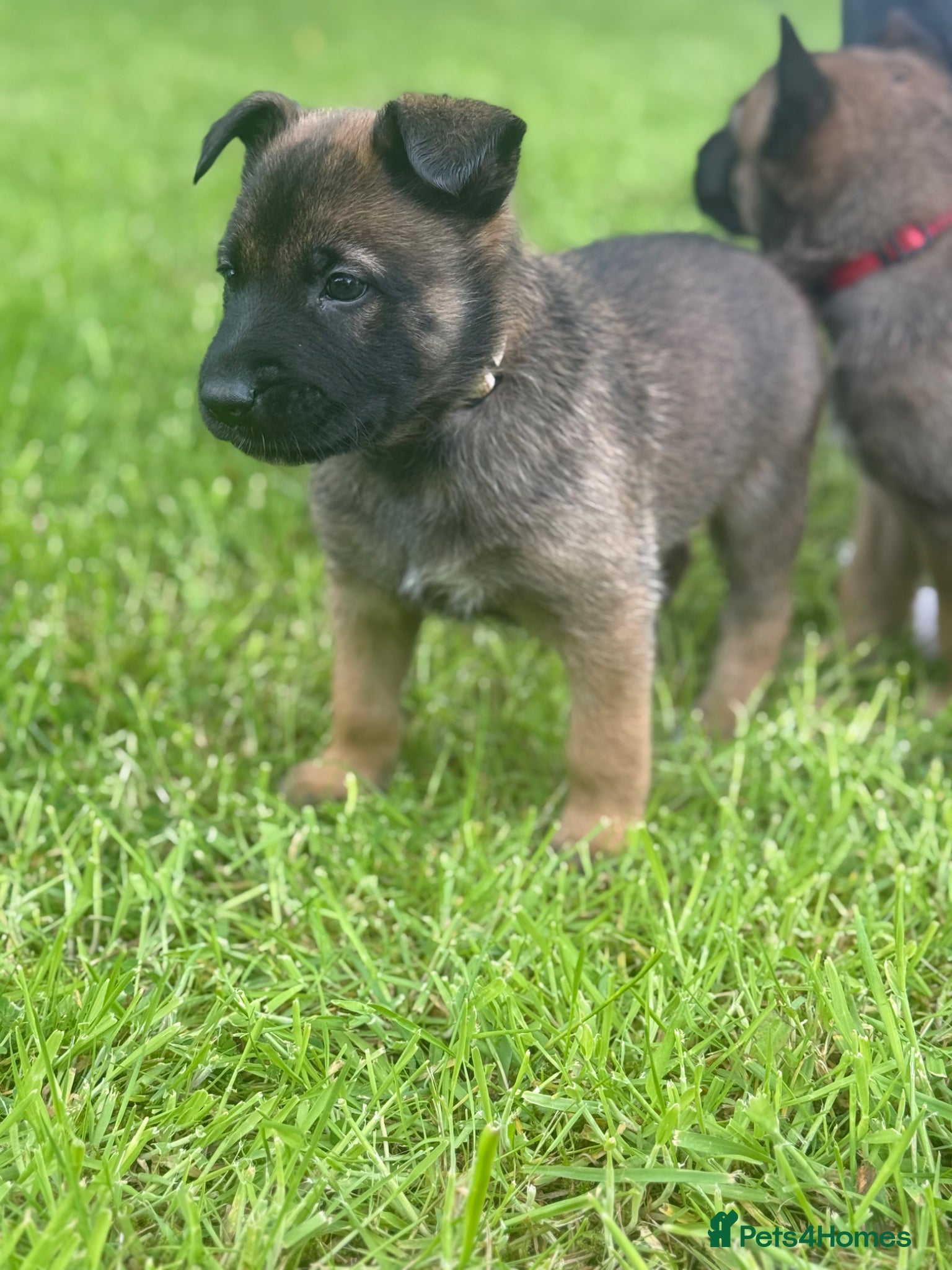 Belgian Shepherd Dog dogs 2 FULL BRED BELGIAN MALINIOS PUPPIES LEFT - Advert 5