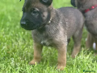 Belgian Shepherd Dog dogs 2 FULL BRED BELGIAN MALINIOS PUPPIES LEFT - Advert 5
