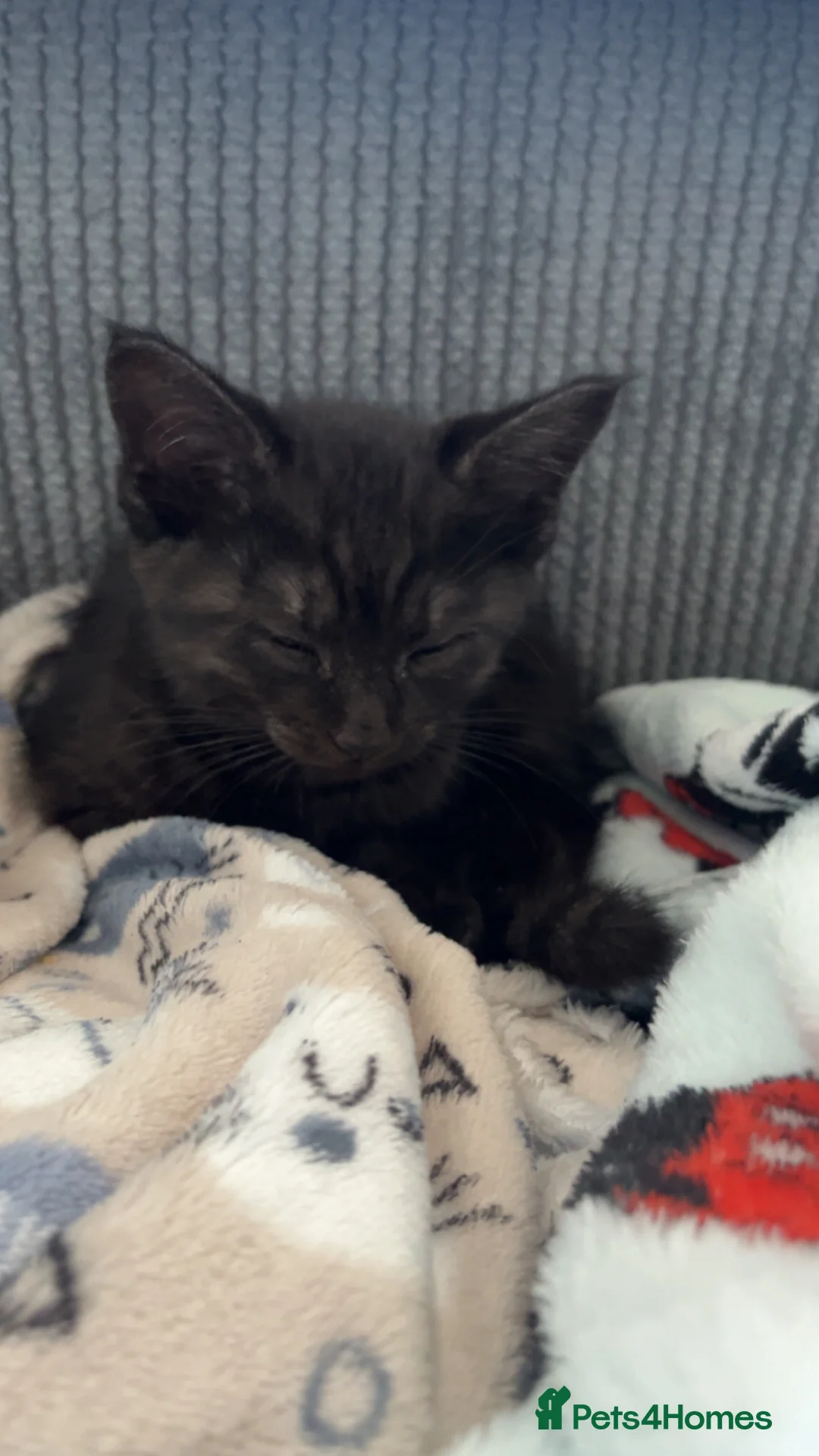 Mixed Breed cats for sale: Mixed black female kitten  in Eastleigh - Advert 2