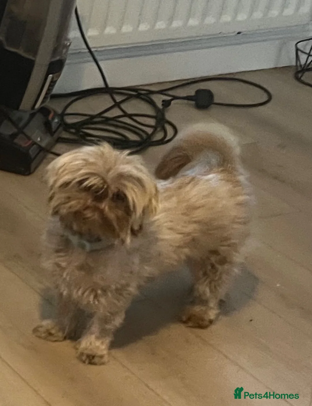 Shih Tzu dogs for sale: Imperial ShihTzu  - Advert 2