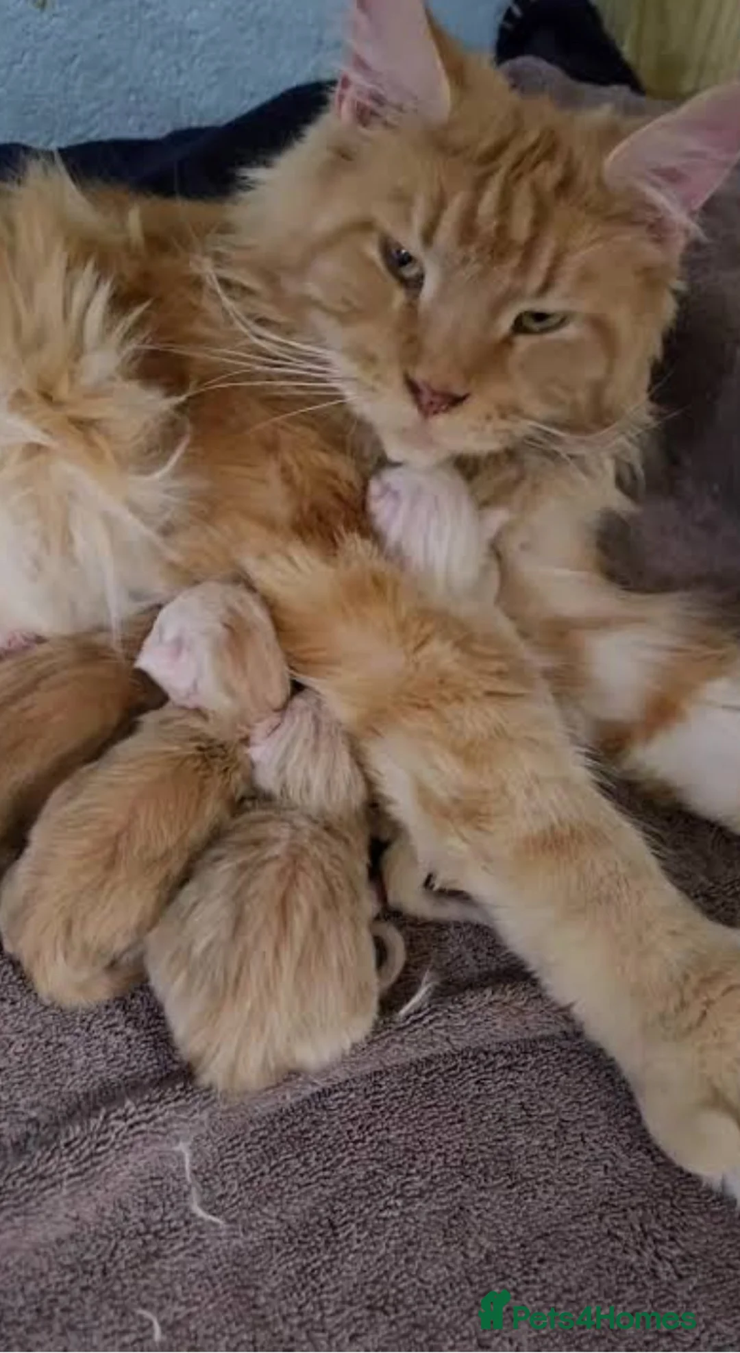 Maine Coon cats for sale: Stunning Maine coon kittens!! Tica  - Advert 8