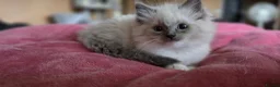 Ragdoll cats for sale: Ragdoll kittens ready to leave  - Advert 8