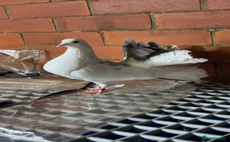 Pigeons birds - Advert 1