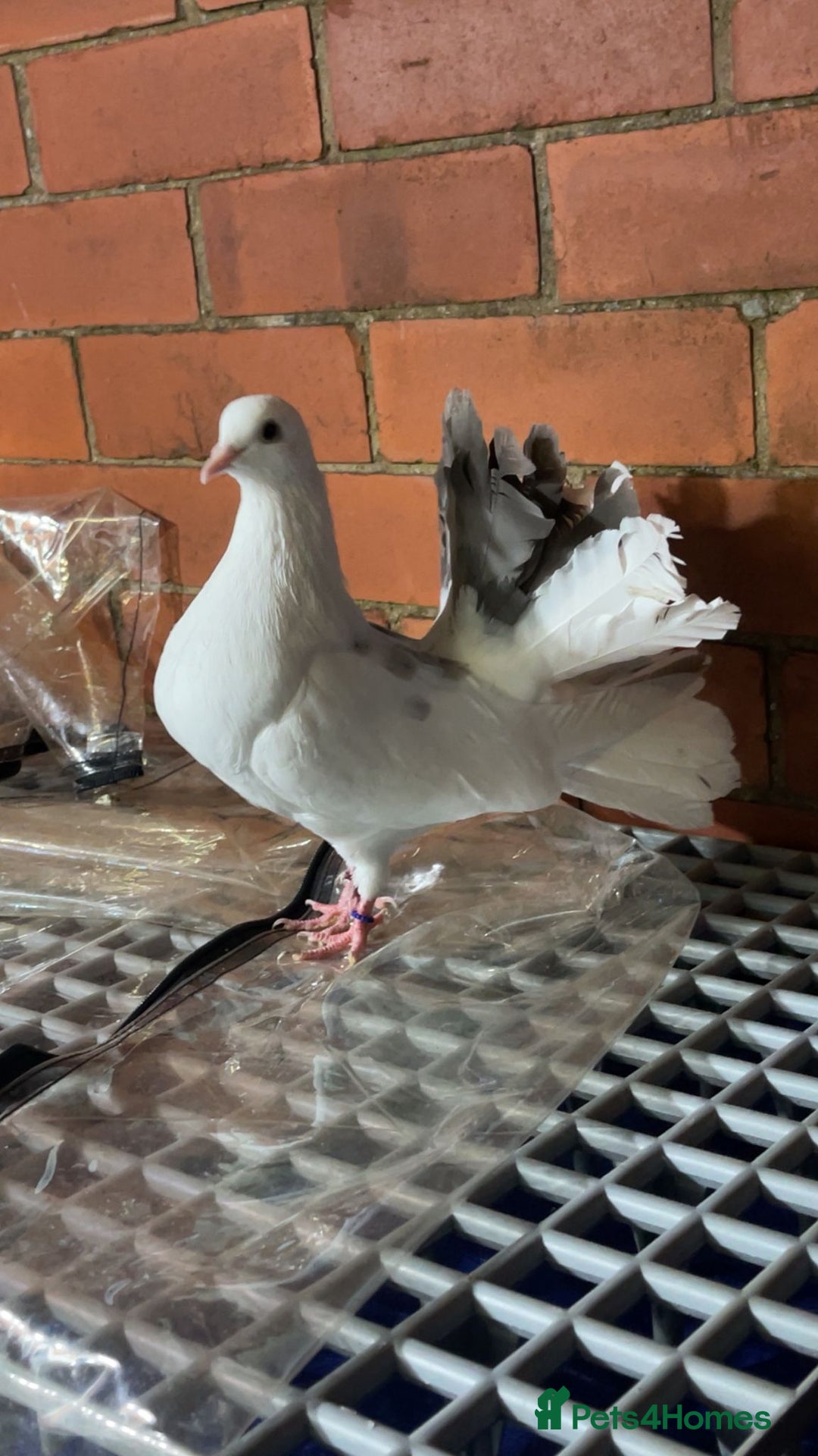 Pigeons birds for sale: Fantail pigeons  - Image 1